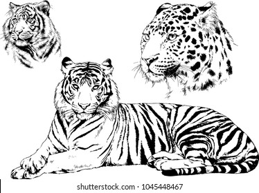 vector drawings sketches different predator , tigers lions cheetahs and leopards are drawn in ink by hand , objects with no background
