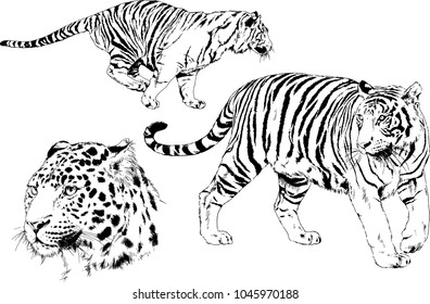 vector drawings sketches different predator , tigers lions cheetahs and leopards are drawn in ink by hand , objects with no background
