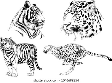 vector drawings sketches different predator , tigers lions cheetahs and leopards are drawn in ink by hand , objects with no background
