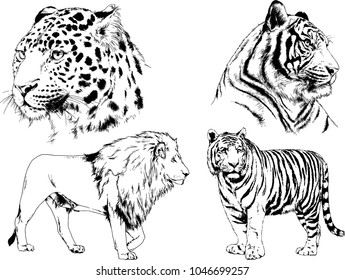 vector drawings sketches different predator , tigers lions cheetahs and leopards are drawn in ink by hand , objects with no background
