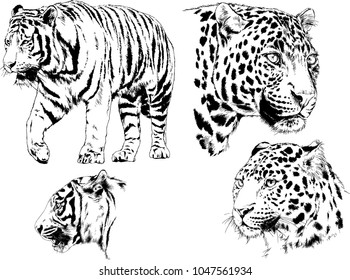 vector drawings sketches different predator , tigers lions cheetahs and leopards are drawn in ink by hand , objects with no background
