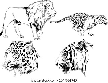 vector drawings sketches different predator , tigers lions cheetahs and leopards are drawn in ink by hand , objects with no background

