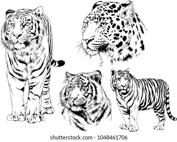 vector drawings sketches different predator , tigers lions cheetahs and leopards are drawn in ink by hand , objects with no background
