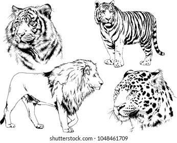 vector drawings sketches different predator , tigers lions cheetahs and leopards are drawn in ink by hand , objects with no background
