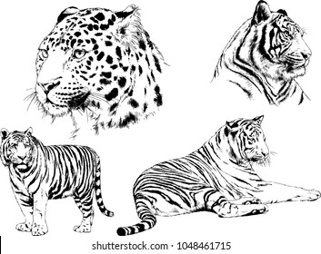 vector drawings sketches different predator , tigers lions cheetahs and leopards are drawn in ink by hand , objects with no background
