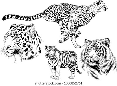 vector drawings sketches different predator , tigers lions cheetahs and leopards are drawn in ink by hand , objects with no background
