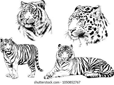 vector drawings sketches different predator , tigers lions cheetahs and leopards are drawn in ink by hand , objects with no background
