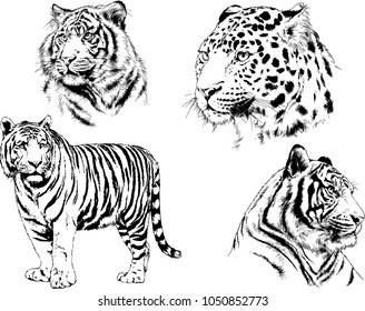 vector drawings sketches different predator , tigers lions cheetahs and leopards are drawn in ink by hand , objects with no background
