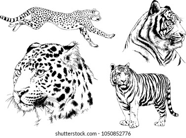 vector drawings sketches different predator , tigers lions cheetahs and leopards are drawn in ink by hand , objects with no background
