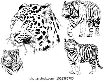 vector drawings sketches different predator , tigers lions cheetahs and leopards are drawn in ink by hand , objects with no background
