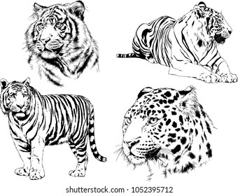 vector drawings sketches different predator , tigers lions cheetahs and leopards are drawn in ink by hand , objects with no background
