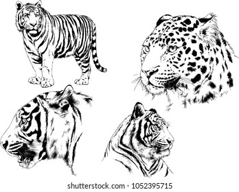 vector drawings sketches different predator , tigers lions cheetahs and leopards are drawn in ink by hand , objects with no background
