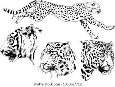 vector drawings sketches different predator , tigers lions cheetahs and leopards are drawn in ink by hand , objects with no background
