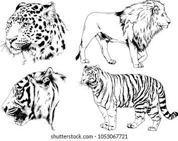 vector drawings sketches different predator , tigers lions cheetahs and leopards are drawn in ink by hand , objects with no background
