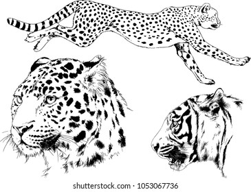 vector drawings sketches different predator , tigers lions cheetahs and leopards are drawn in ink by hand , objects with no background
