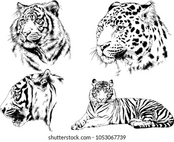 vector drawings sketches different predator , tigers lions cheetahs and leopards are drawn in ink by hand , objects with no background
