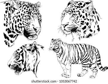 vector drawings sketches different predator , tigers lions cheetahs and leopards are drawn in ink by hand , objects with no background
