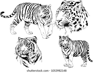 vector drawings sketches different predator , tigers lions cheetahs and leopards are drawn in ink by hand , objects with no background

