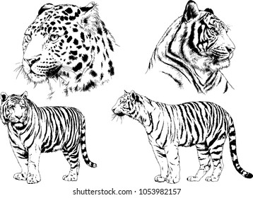 vector drawings sketches different predator , tigers lions cheetahs and leopards are drawn in ink by hand , objects with no background
