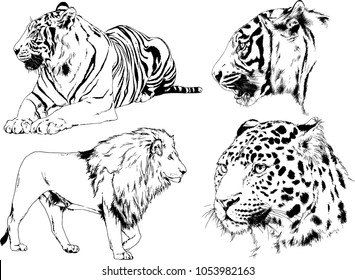 vector drawings sketches different predator , tigers lions cheetahs and leopards are drawn in ink by hand , objects with no background
