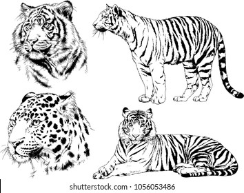 vector drawings sketches different predator , tigers lions cheetahs and leopards are drawn in ink by hand , objects with no background
