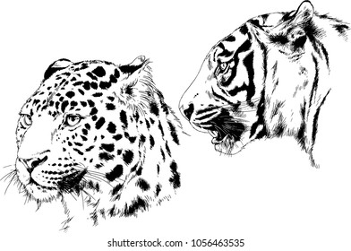 vector drawings sketches different predator , tigers lions cheetahs and leopards are drawn in ink by hand , objects with no background
