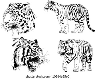 vector drawings sketches different predator , tigers lions cheetahs and leopards are drawn in ink by hand , objects with no background
