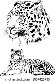 vector drawings sketches different predator , tigers lions cheetahs and leopards are drawn in ink by hand , objects with no background
