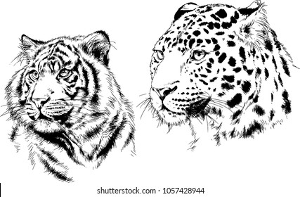 vector drawings sketches different predator , tigers lions cheetahs and leopards are drawn in ink by hand , objects with no background
