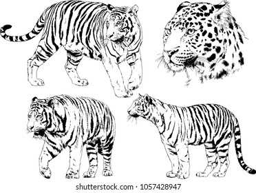 vector drawings sketches different predator , tigers lions cheetahs and leopards are drawn in ink by hand , objects with no background
