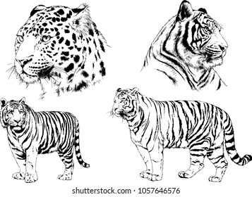 vector drawings sketches different predator , tigers lions cheetahs and leopards are drawn in ink by hand , objects with no background
