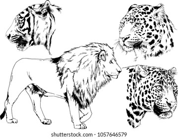 vector drawings sketches different predator , tigers lions cheetahs and leopards are drawn in ink by hand , objects with no background
