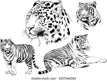 vector drawings sketches different predator , tigers lions cheetahs and leopards are drawn in ink by hand , objects with no background
