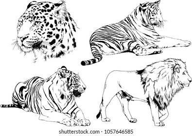 vector drawings sketches different predator , tigers lions cheetahs and leopards are drawn in ink by hand , objects with no background
