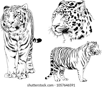 vector drawings sketches different predator , tigers lions cheetahs and leopards are drawn in ink by hand , objects with no background
