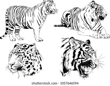 vector drawings sketches different predator , tigers lions cheetahs and leopards are drawn in ink by hand , objects with no background
