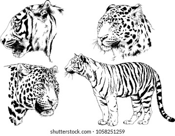 vector drawings sketches different predator , tigers lions cheetahs and leopards are drawn in ink by hand , objects with no background

