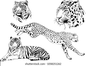 vector drawings sketches different predator , tigers lions cheetahs and leopards are drawn in ink by hand , objects with no background
