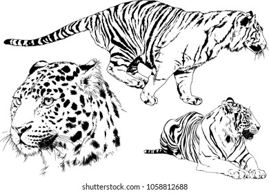 vector drawings sketches different predator , tigers lions cheetahs and leopards are drawn in ink by hand , objects with no background
