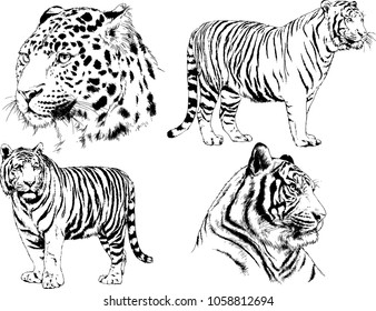 vector drawings sketches different predator , tigers lions cheetahs and leopards are drawn in ink by hand , objects with no background
