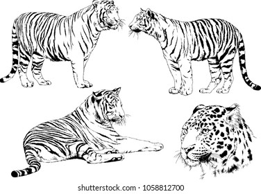 vector drawings sketches different predator , tigers lions cheetahs and leopards are drawn in ink by hand , objects with no background
