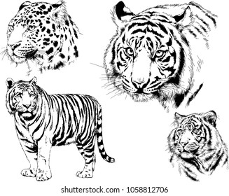 vector drawings sketches different predator , tigers lions cheetahs and leopards are drawn in ink by hand , objects with no background
