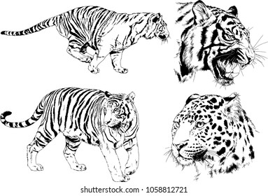 vector drawings sketches different predator , tigers lions cheetahs and leopards are drawn in ink by hand , objects with no background
