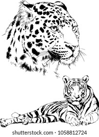 vector drawings sketches different predator , tigers lions cheetahs and leopards are drawn in ink by hand , objects with no background
