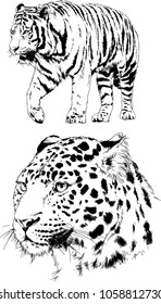 vector drawings sketches different predator , tigers lions cheetahs and leopards are drawn in ink by hand , objects with no background
