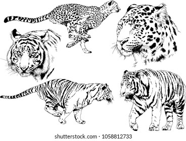 vector drawings sketches different predator , tigers lions cheetahs and leopards are drawn in ink by hand , objects with no background
