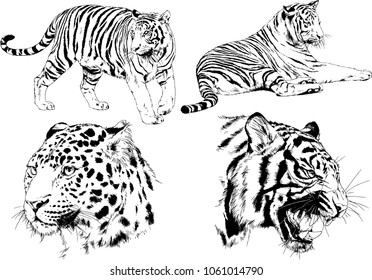 vector drawings sketches different predator , tigers lions cheetahs and leopards are drawn in ink by hand , objects with no background
