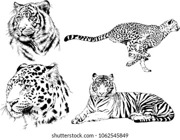 vector drawings sketches different predator , tigers lions cheetahs and leopards are drawn in ink by hand , objects with no background
