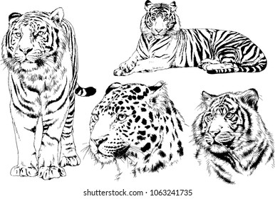 vector drawings sketches different predator , tigers lions cheetahs and leopards are drawn in ink by hand , objects with no background
