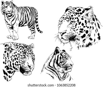vector drawings sketches different predator , tigers lions cheetahs and leopards are drawn in ink by hand , objects with no background
